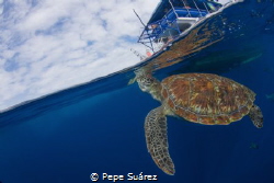This turtle likes going up to the boats during the surfac... by Pepe Suárez 